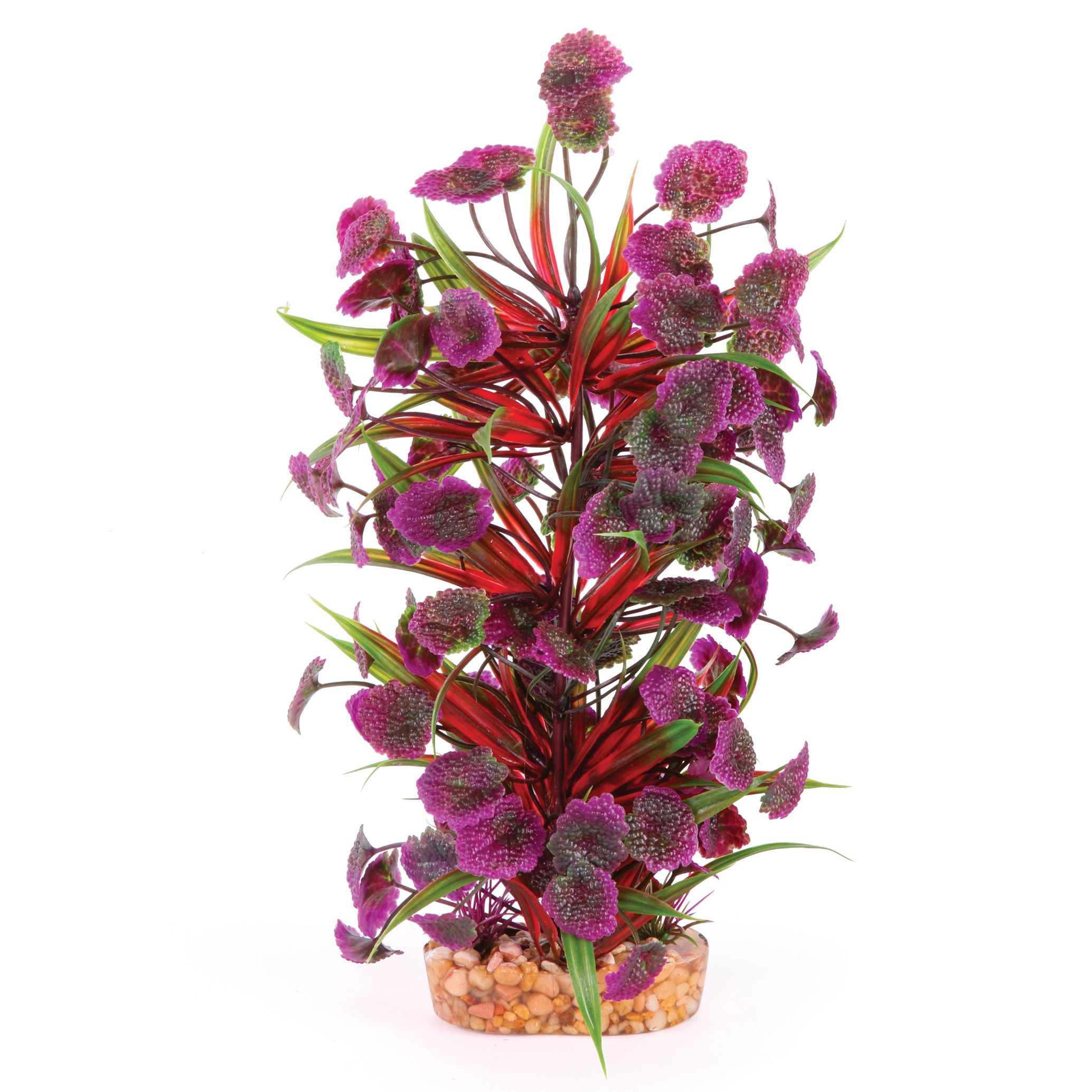 Plush Plant – Thin Leaf With Maroon Flower