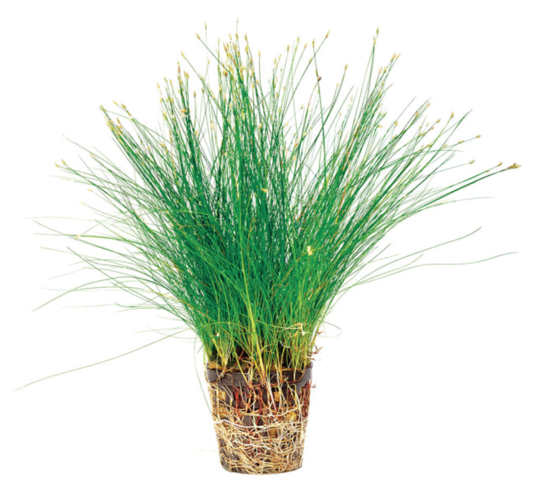 Hair Grass