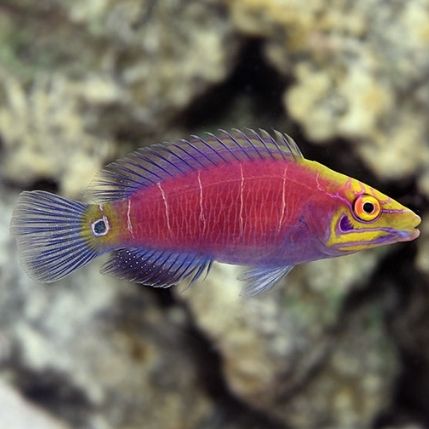 Mystery Wrasse