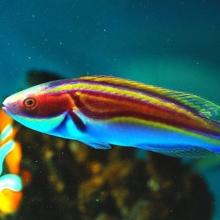 Labout’s Fairy Wrasse