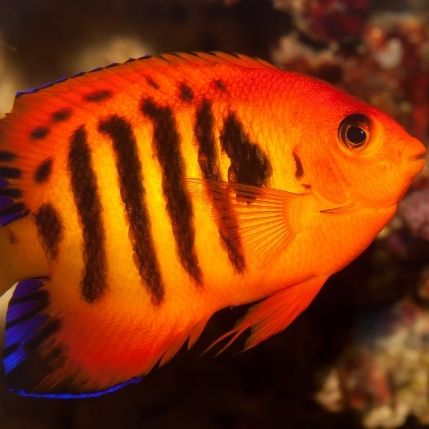 Flame Angelfish - Fish World Aquarium