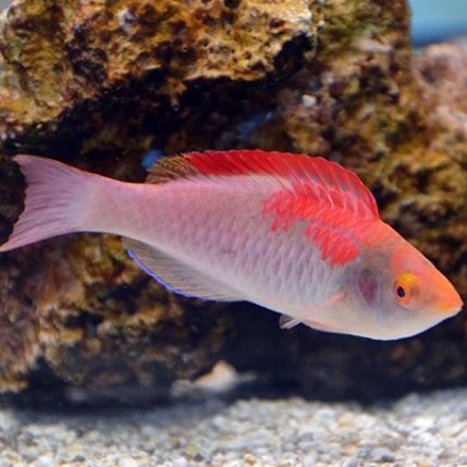 Red-Fin Fairy Wrasse