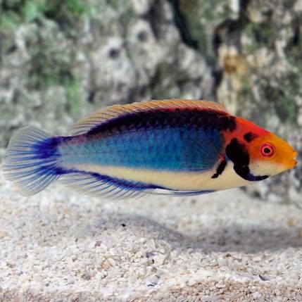 Red Headed Fairy Wrasse