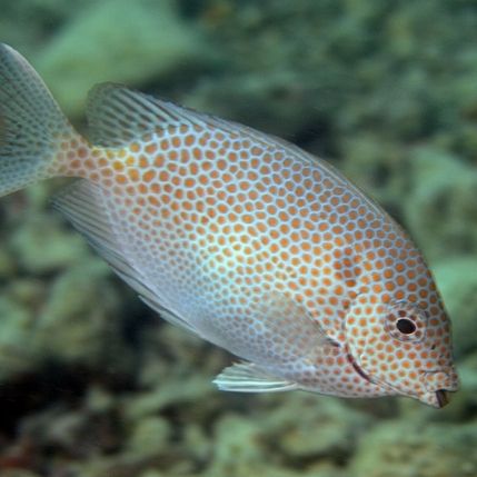 Gold Spotted Rabbitfish