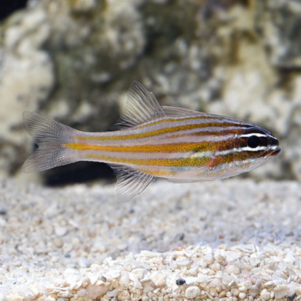 Gold Stripe Cardinalfish